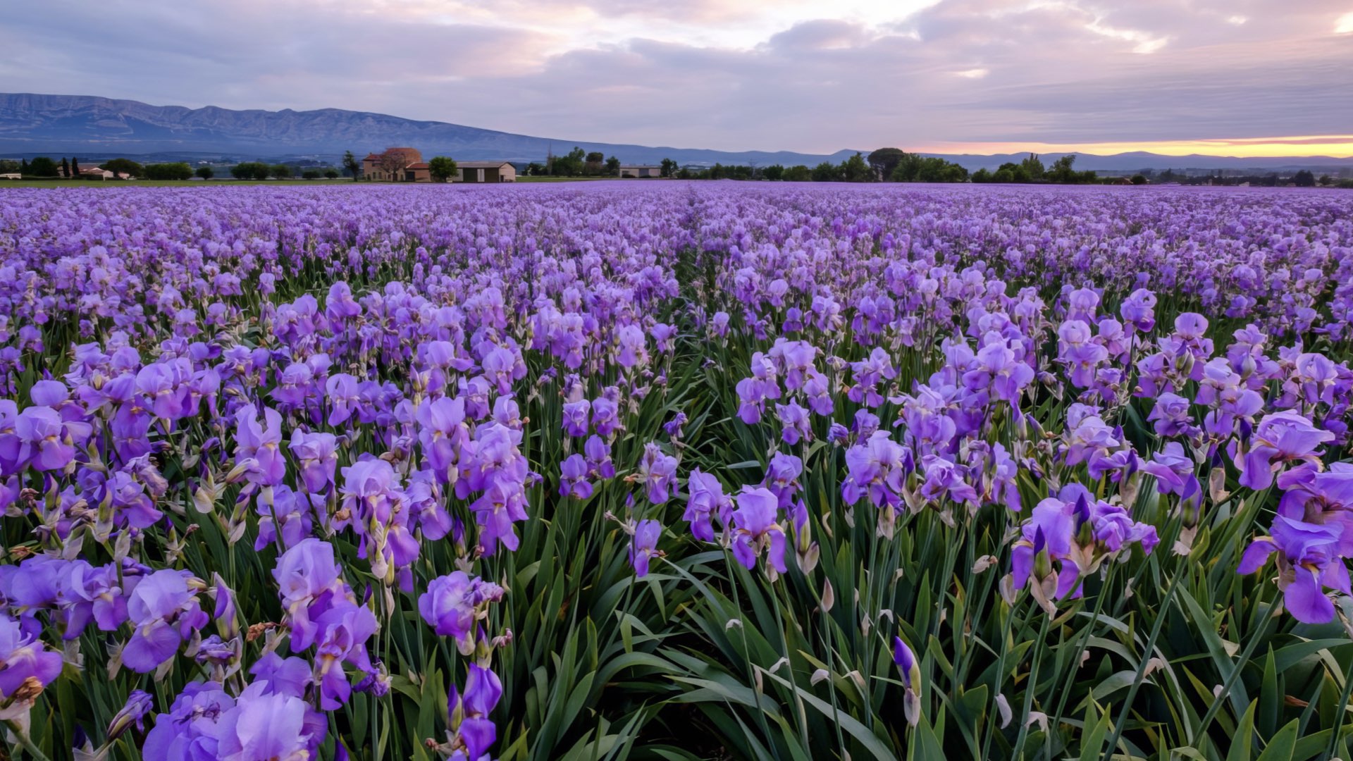 Iris Pallida Farmers - Tuscany